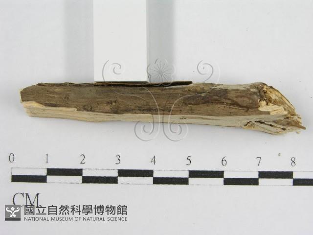 登錄號:F0010501藏品圖，第6張