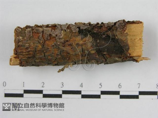 登錄號:F0004501藏品圖，第6張