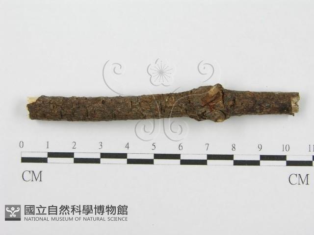 筍殼菌屬藏品圖，第6張