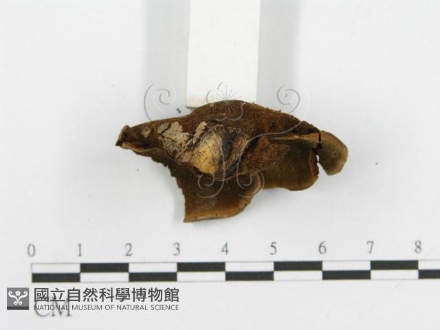登錄號:F0002211藏品圖，第6張