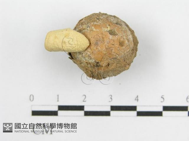 微皮傘屬藏品圖，第6張