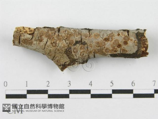 筍殼菌屬藏品圖，第6張