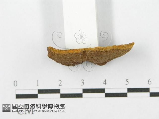 登錄號:F0017451藏品圖，第6張