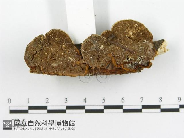 登錄號:F0002741藏品圖，第6張