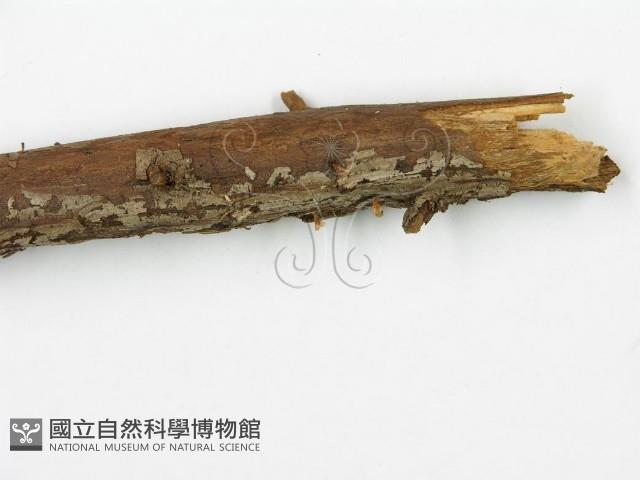 登錄號:F0000631藏品圖，第6張