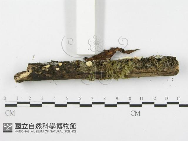 登錄號:F0016031藏品圖，第6張