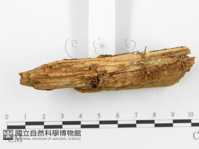 登錄號:F0017331藏品圖，第6張