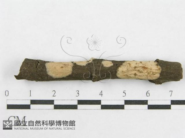 絲皮菌屬藏品圖，第6張