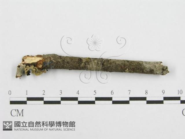 筍殼菌屬藏品圖，第6張