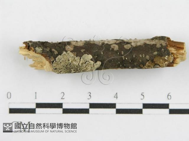 登錄號:F0015771藏品圖，第6張