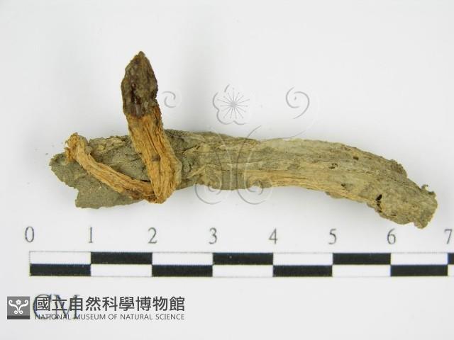 登錄號:F0016171藏品圖，第6張
