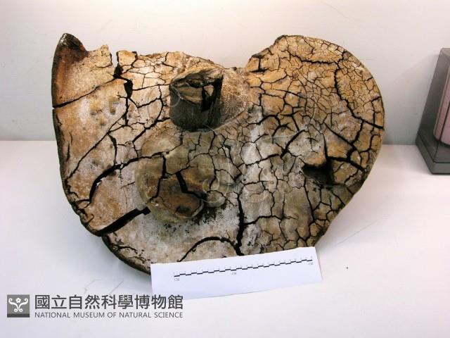 金邊纖孔菌藏品圖，第6張