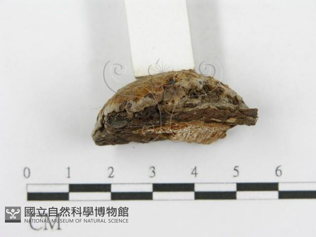 登錄號:F0017564藏品圖，第6張