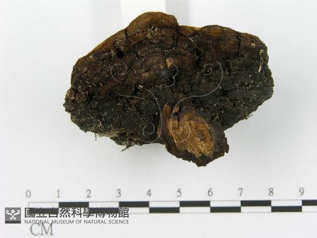 登錄號:F0014164藏品圖，第6張