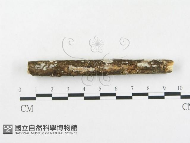 登錄號:F0005364藏品圖，第6張