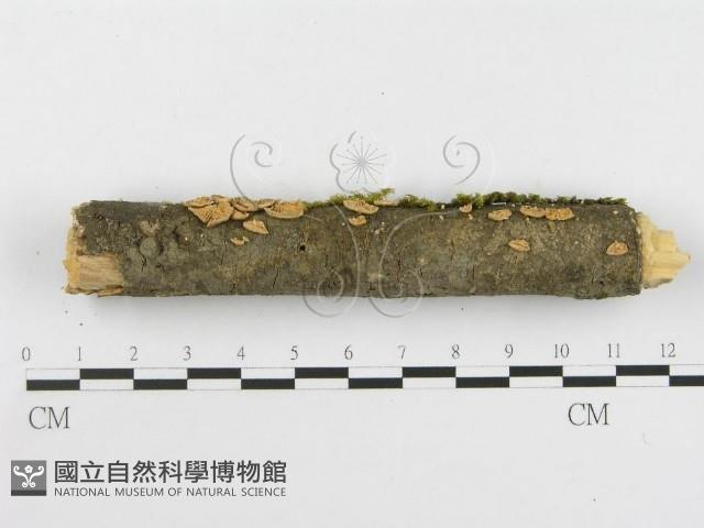 登錄號:F0001824藏品圖，第6張