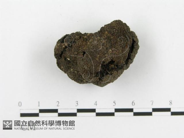 台灣塊菌藏品圖，第6張