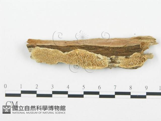 登錄號:F0003624藏品圖，第6張