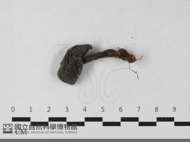 粉褶菌屬藏品圖，第6張