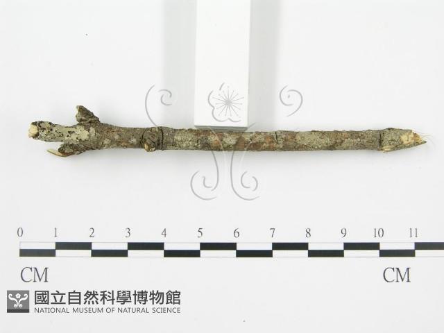 登錄號:F0002424藏品圖，第6張