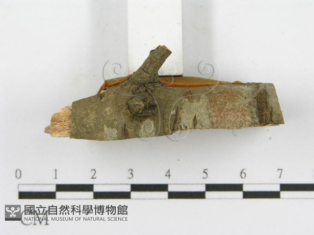 登錄號:F0003104藏品圖，第6張