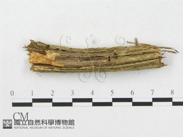 登錄號:F0003214藏品圖，第6張