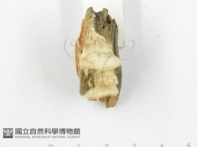 登錄號:F0006014藏品圖，第6張