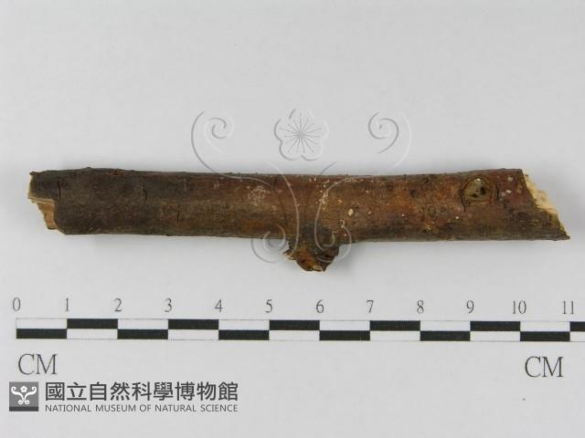 登錄號:F0010454藏品圖，第6張