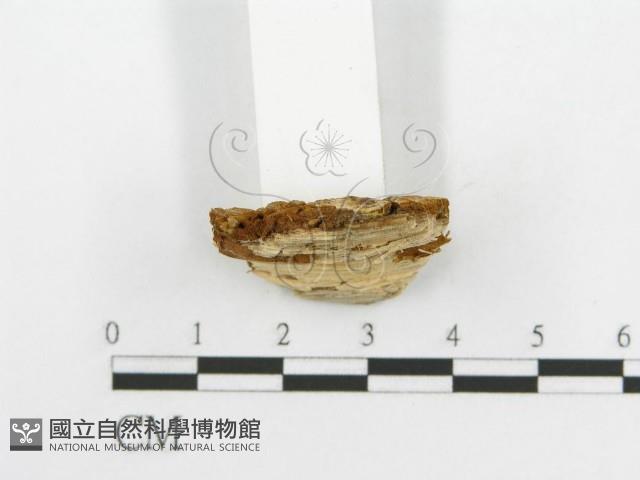 登錄號:F0017454藏品圖，第6張