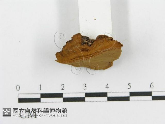 登錄號:F0017544藏品圖，第6張