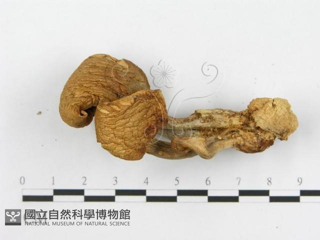 登錄號:F0005234藏品圖，第6張