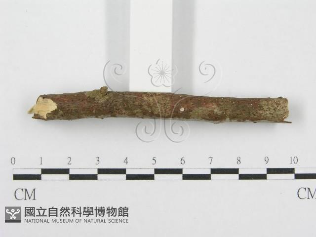筍殼菌屬藏品圖，第6張