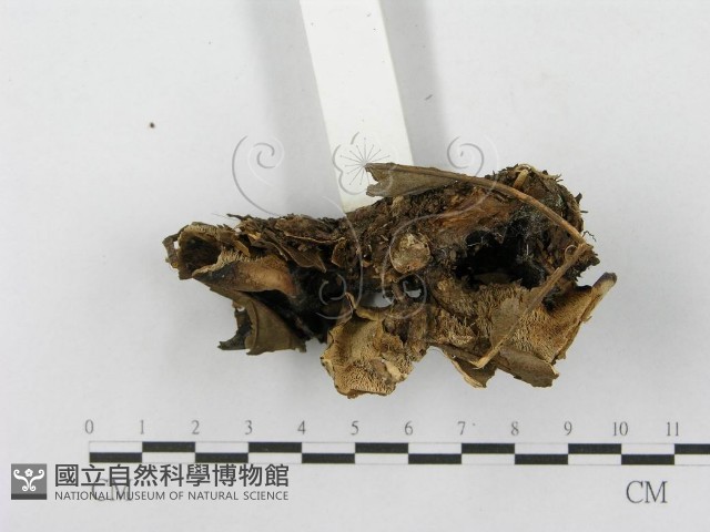 登錄號:F0003834藏品圖，第6張