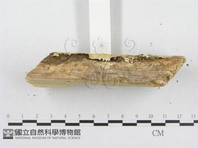 登錄號:F0000934藏品圖，第1張