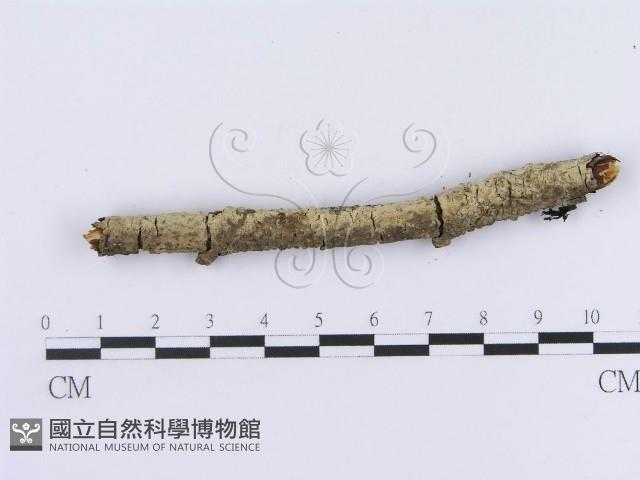 登錄號:F0013534藏品圖，第6張