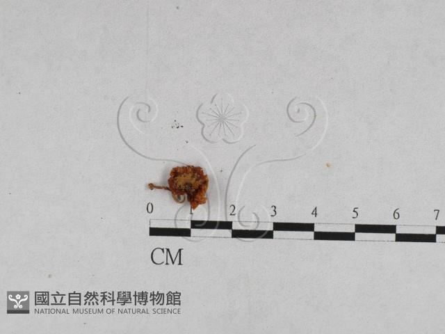 登錄號:F0011034藏品圖，第6張