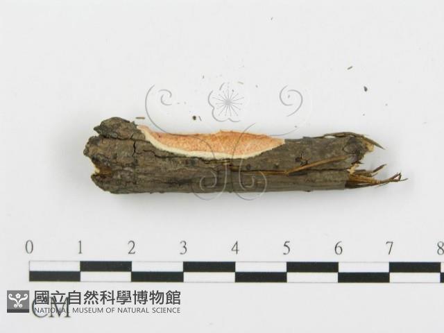 登錄號:F0005034藏品圖，第6張