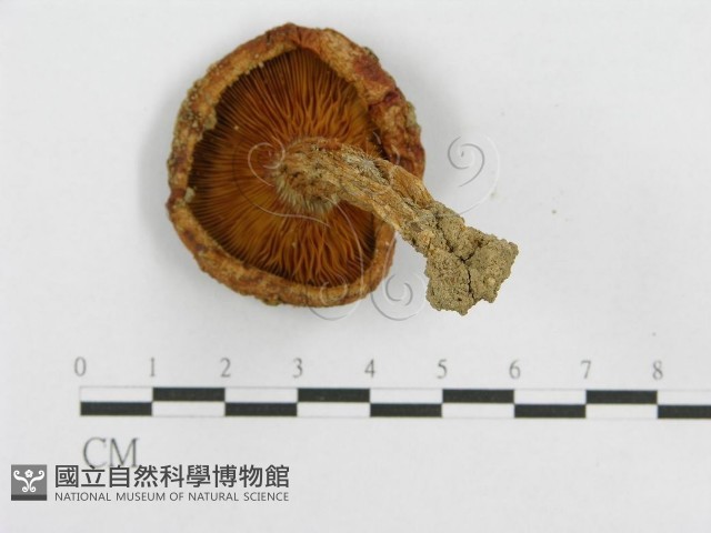 登錄號:F0003334藏品圖，第6張