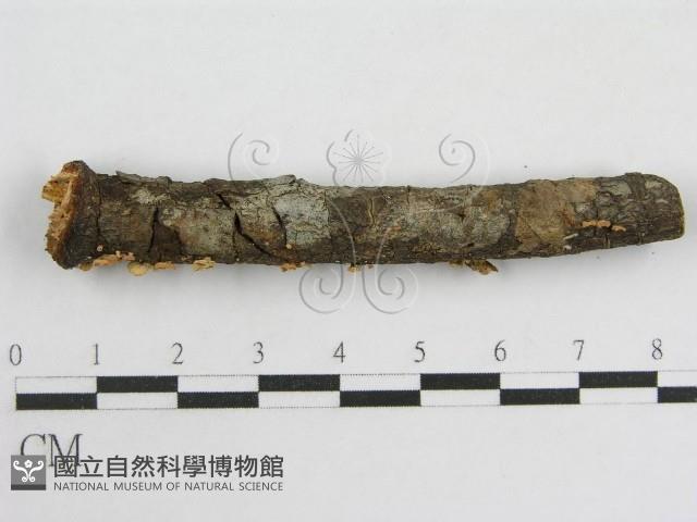 登錄號:F0005574藏品圖，第7張