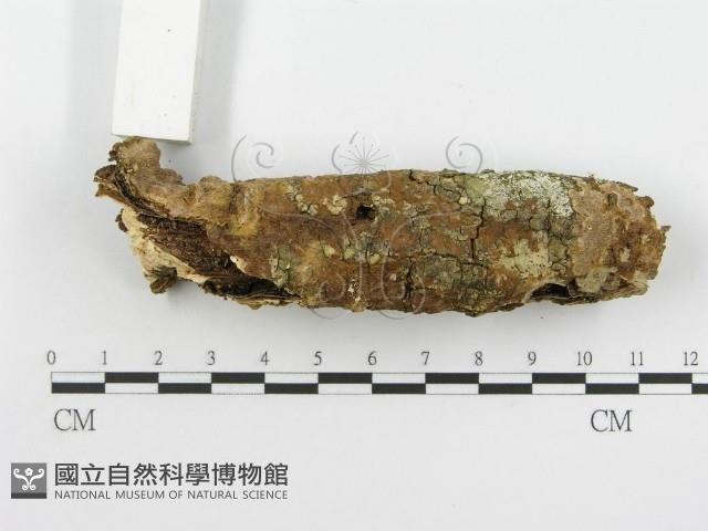 登錄號:F0005074藏品圖，第6張