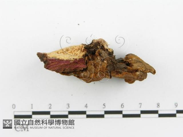 登錄號:F0017374藏品圖，第6張