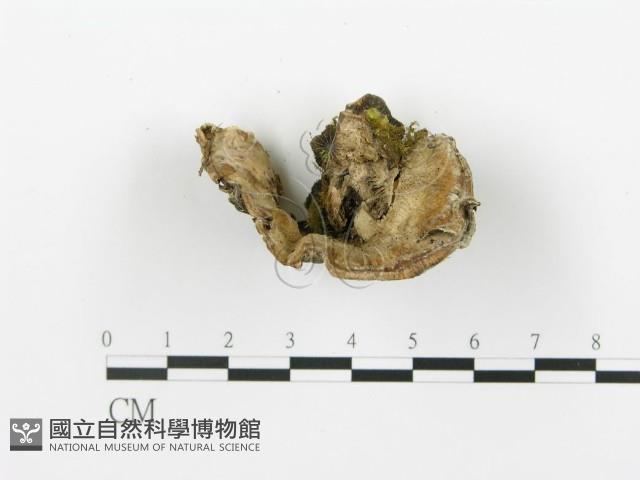 登錄號:F0009262藏品圖，第6張