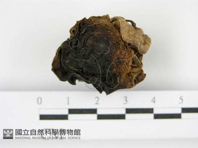 登錄號:F0001862藏品圖，第6張