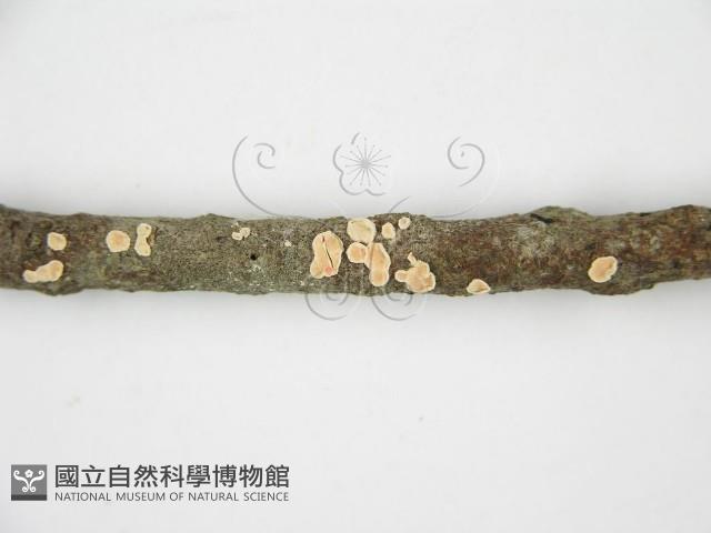 登錄號:F0013462藏品圖，第6張