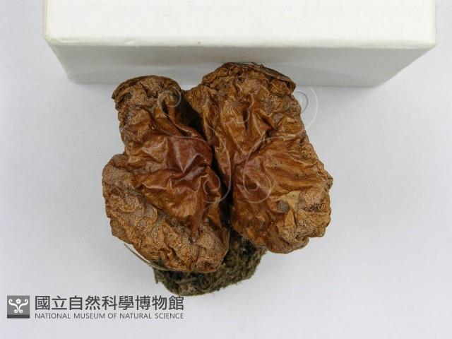 登錄號:F0003762藏品圖，第6張