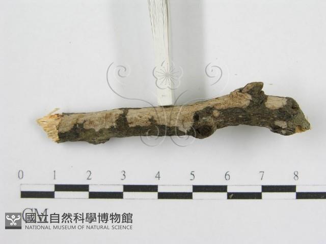 登錄號:F0012922藏品圖，第6張