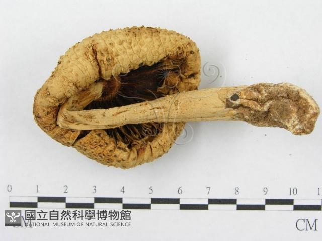 登錄號:F0013202藏品圖，第6張