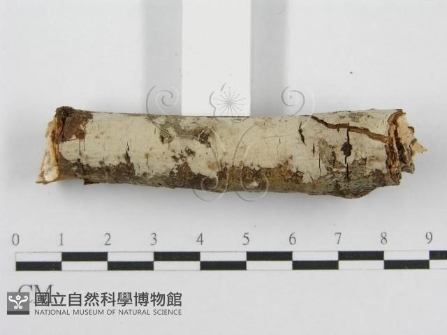 筍殼菌屬藏品圖，第6張