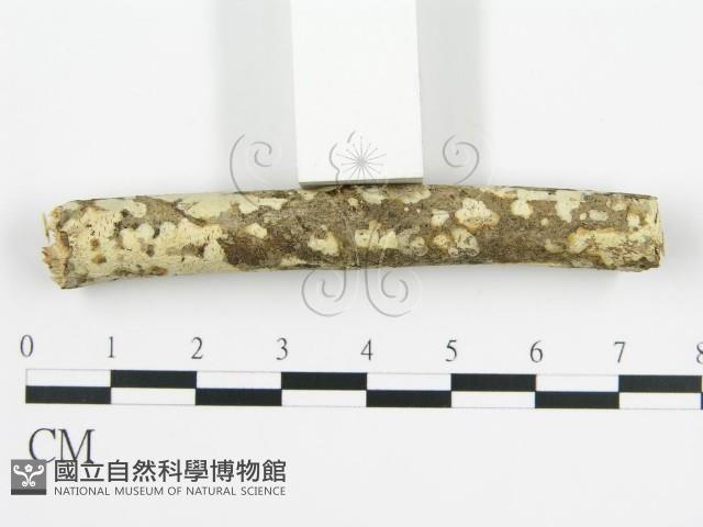 登錄號:F0010402藏品圖，第6張