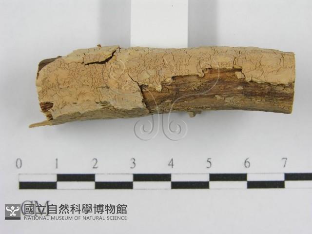 登錄號:F0004502藏品圖，第6張